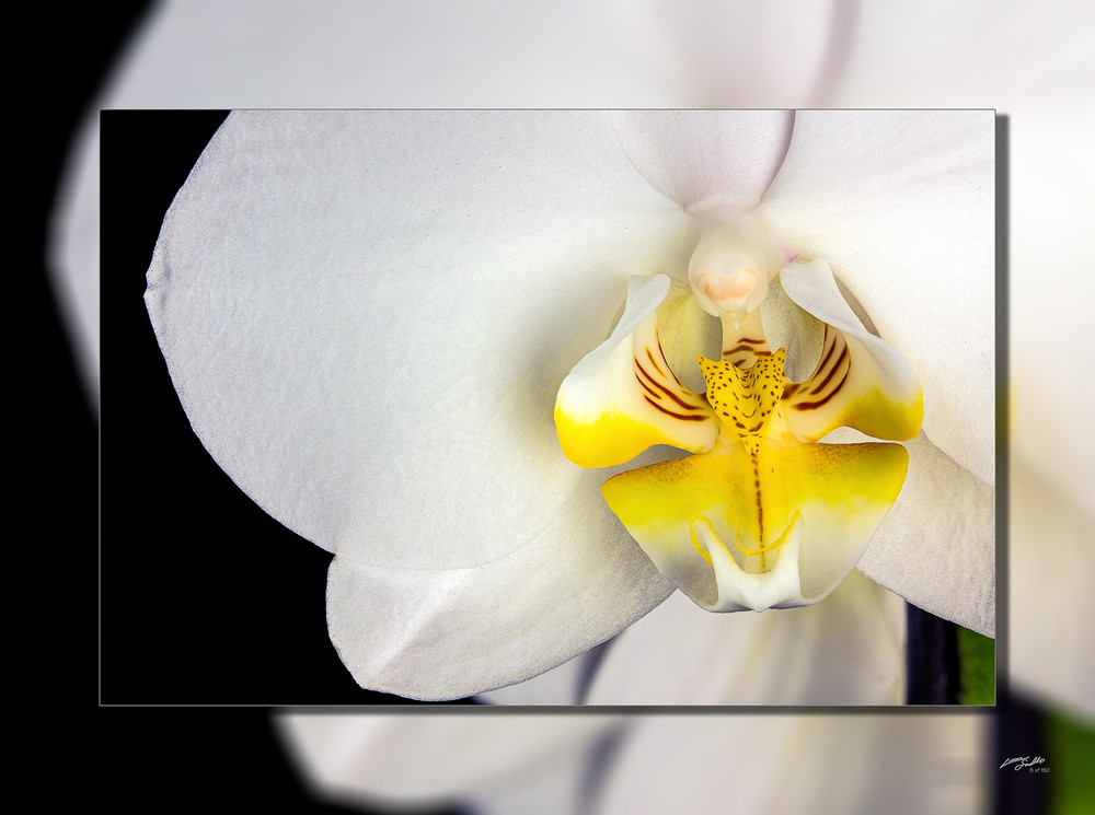 Orchid White Closeup 3D Art | Whispering Impressions