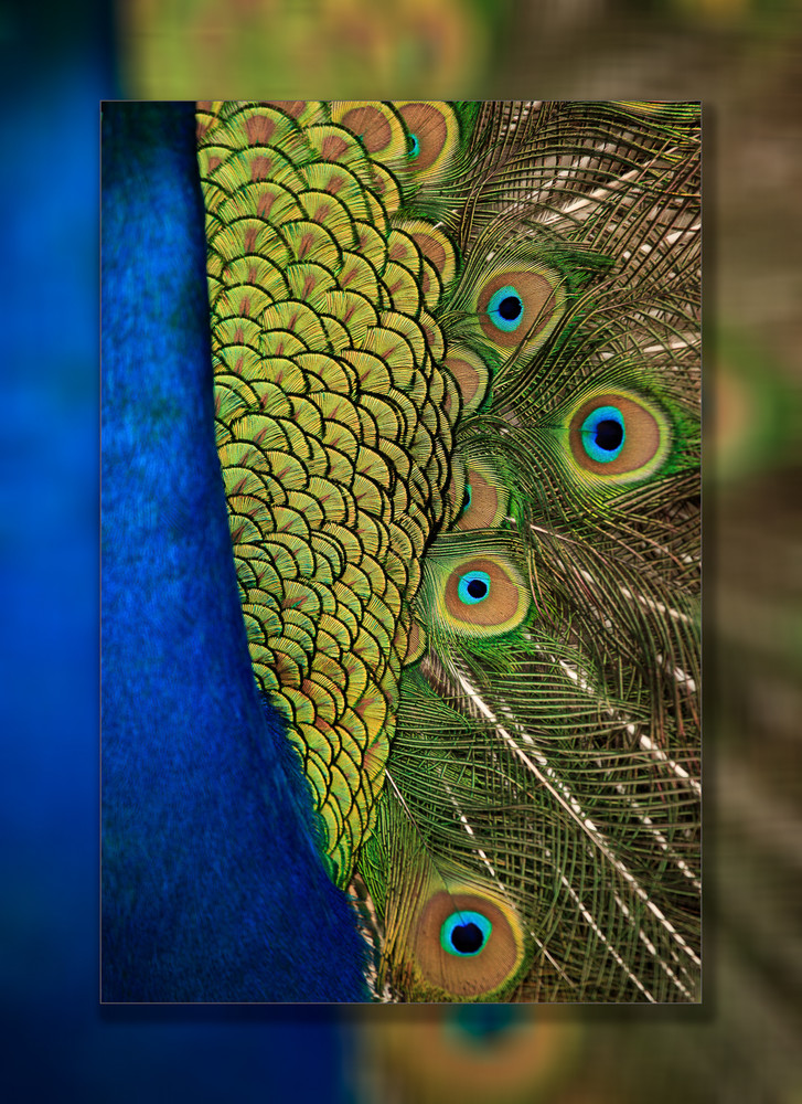 Peacock Abstract 3D Art | Whispering Impressions