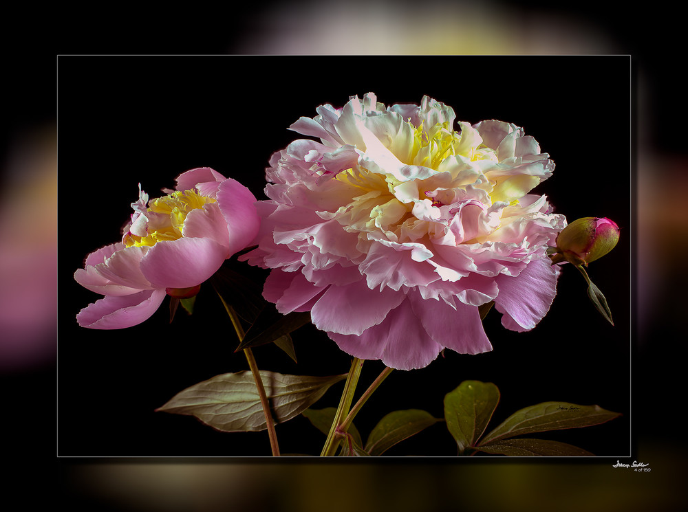 Peonie Pink 3D Art | Whispering Impressions