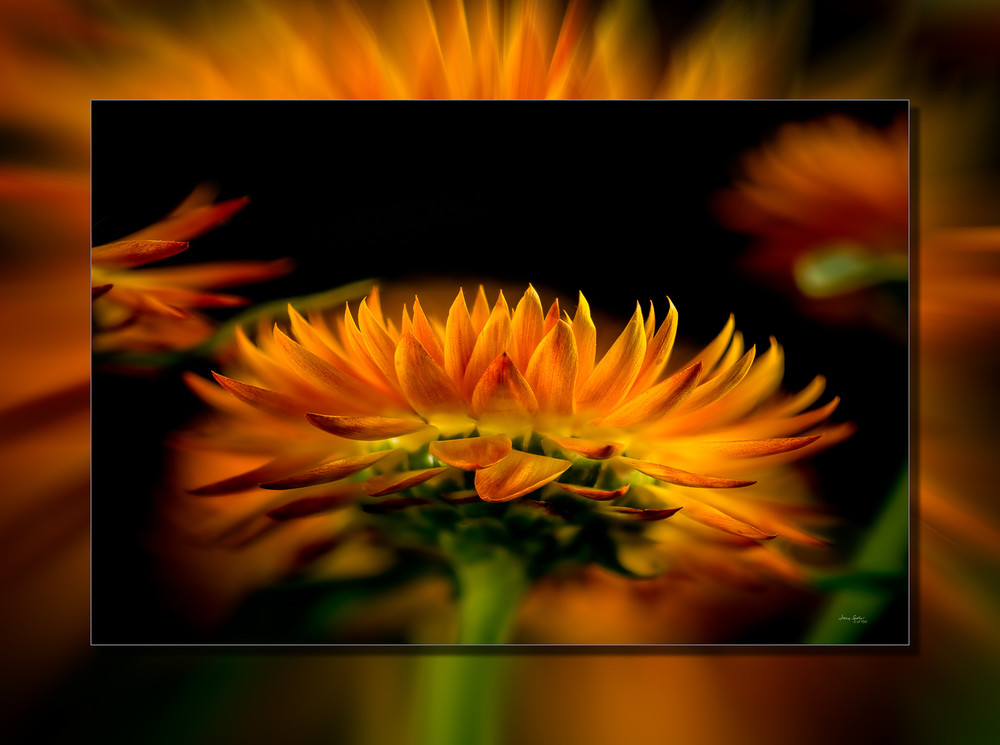 Strawflower 3D Art | Whispering Impressions