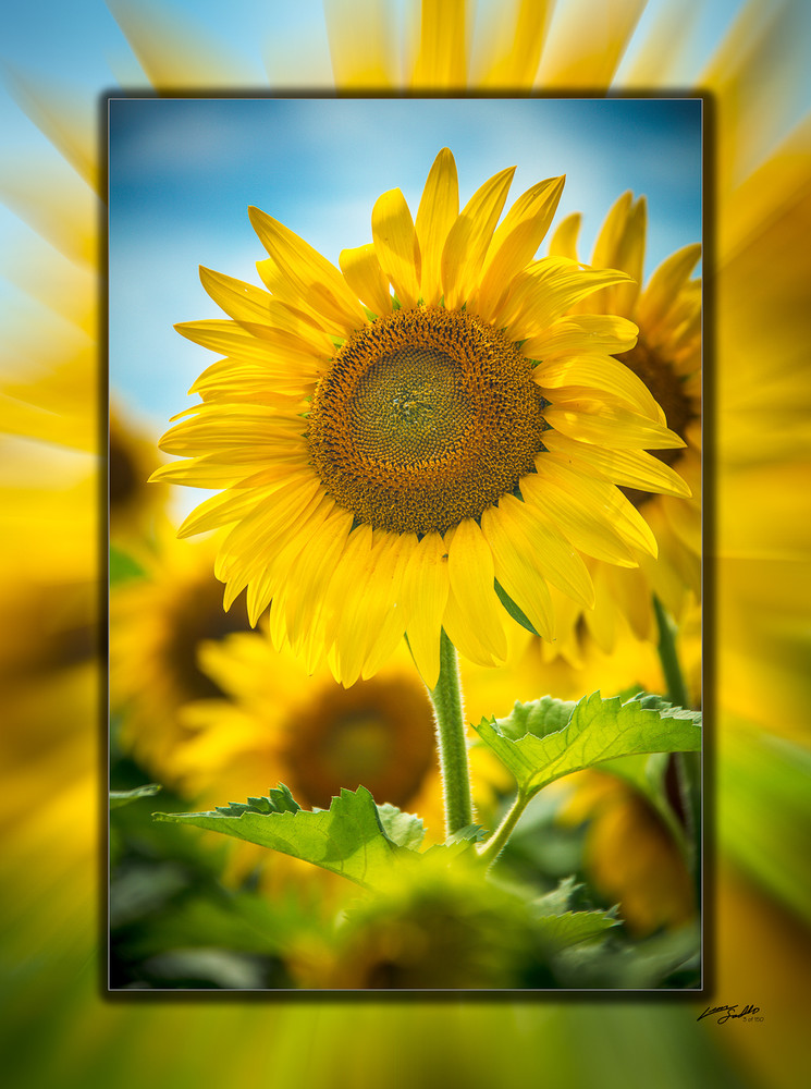 Sunflower V 3D Art | Whispering Impressions