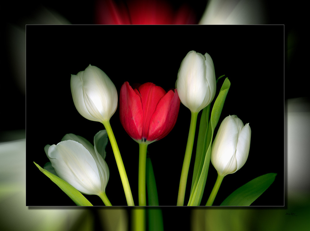 Tulips 1 Red 3D Art | Whispering Impressions