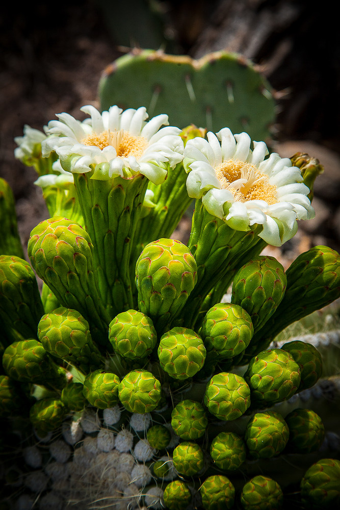 Saguaro Bloom Heart  Art | Whispering Impressions