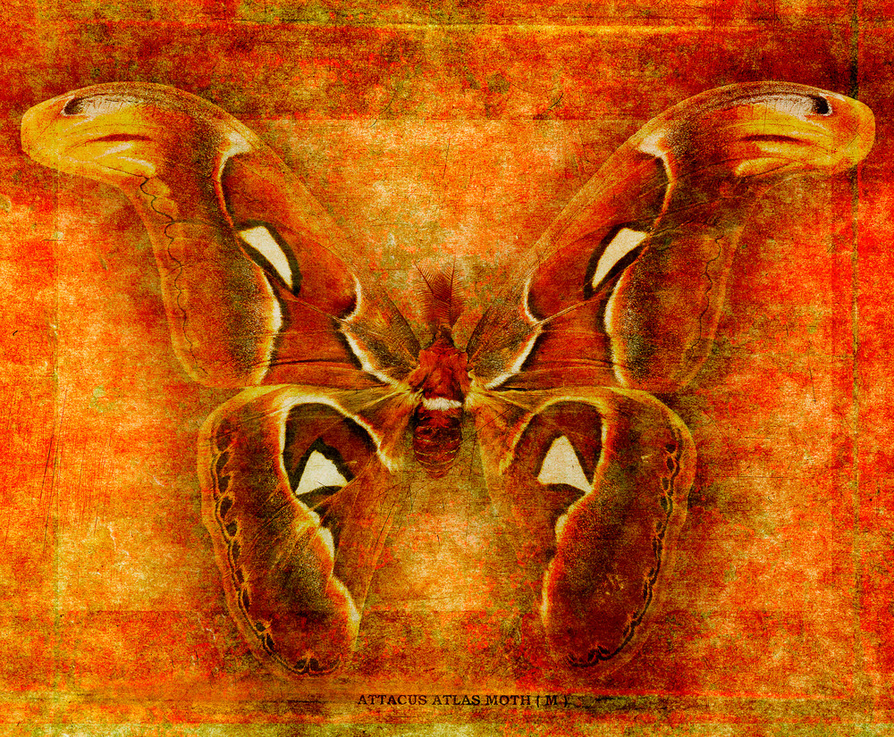 Attacus Atlas Moth Photography Art | Doug Landreth Photography