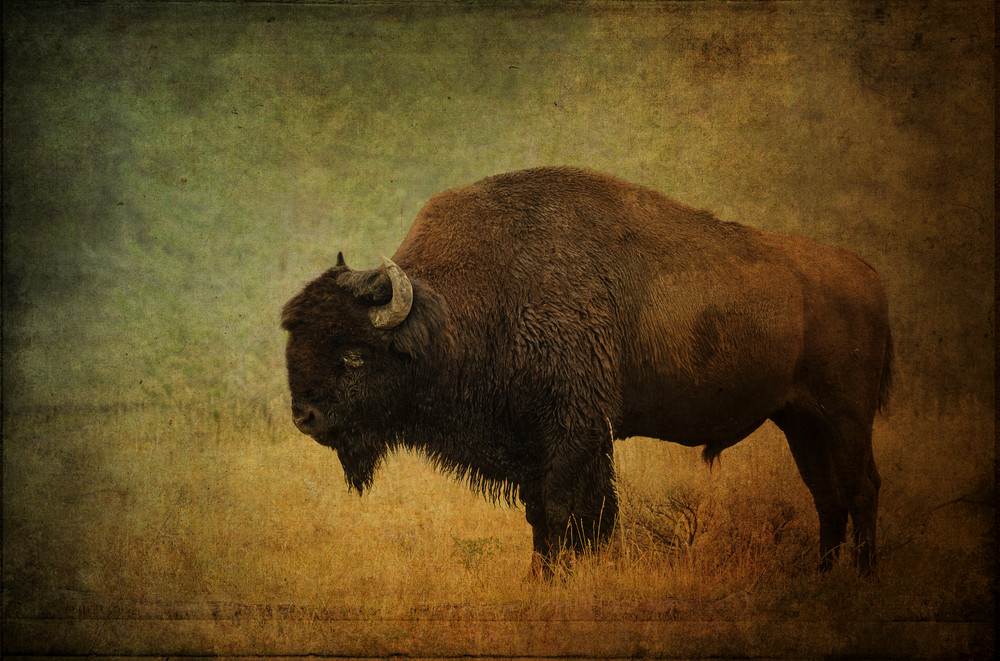 Buffalo At Yellowstone Photography Art | Doug Landreth Photography