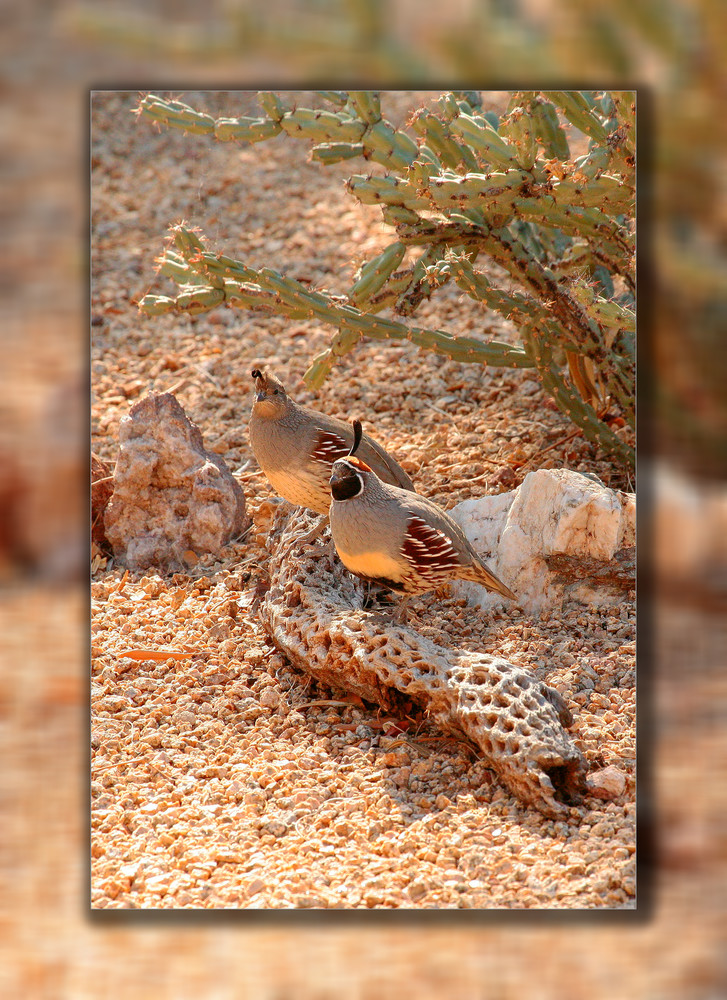 Quail   Pair 3D Art | Whispering Impressions