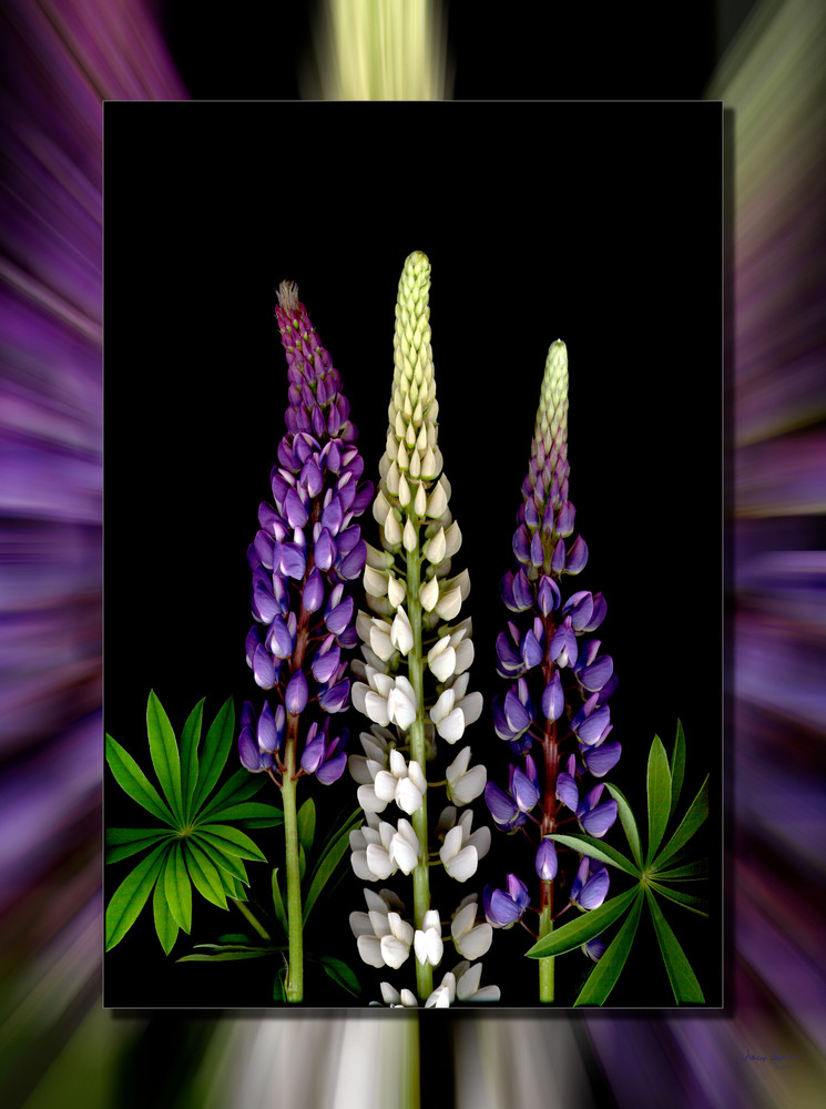 Lupine Bunch 3D Art | Whispering Impressions