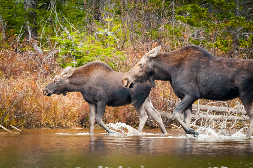 Moose Race Photography Art | Monteux Gallery