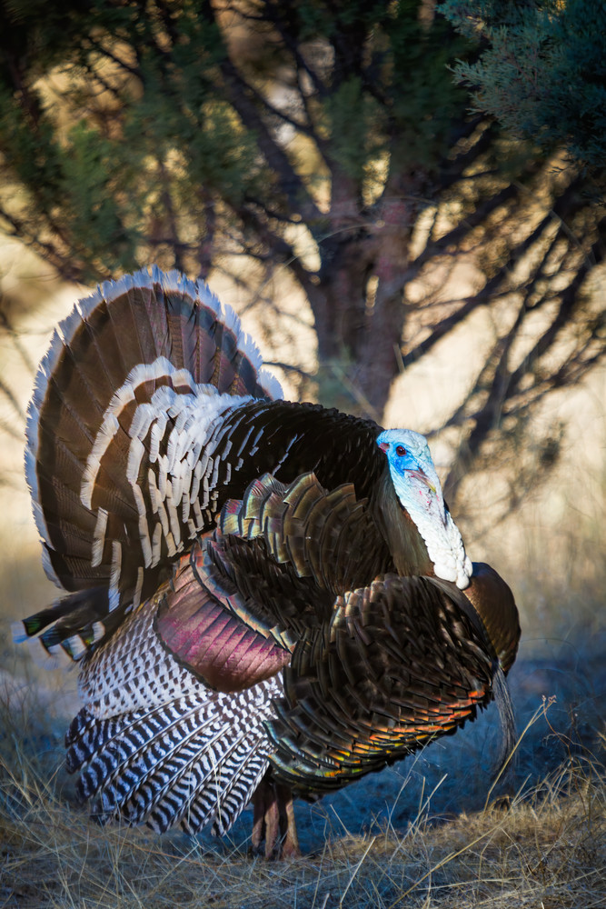 A Goulds Turkey male displaying