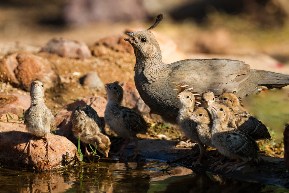 Gambels Quail Female With Chicks Art | URSUS NATURE PHOTOGRAPHY