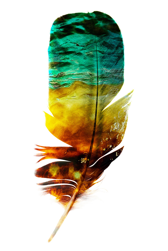 Water Feather, by Laura Grisamore