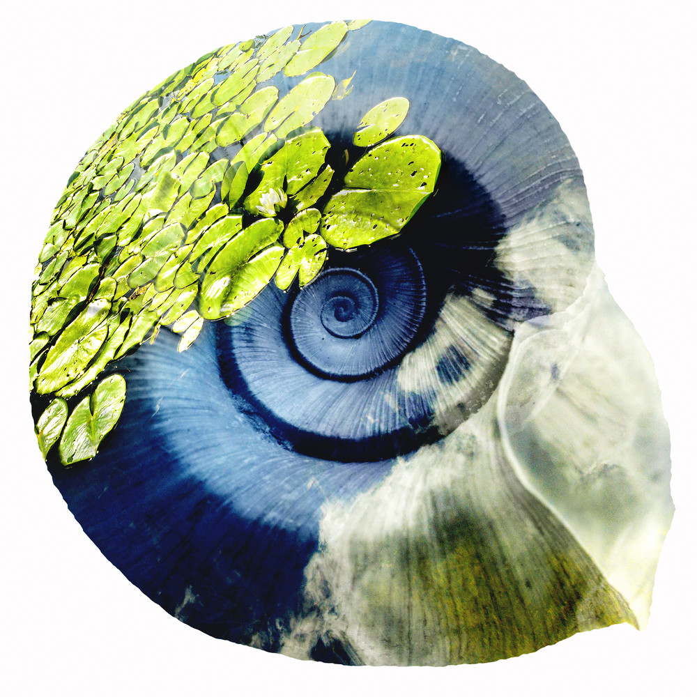 Lily Pad Shell, by Laura Grisamore