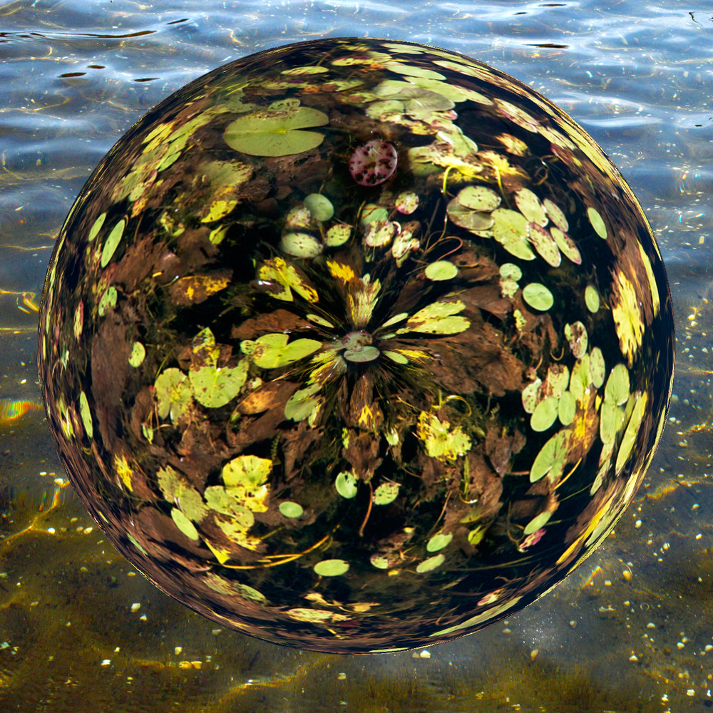 Lily Pad Planet,  by Laura Grisamore.
