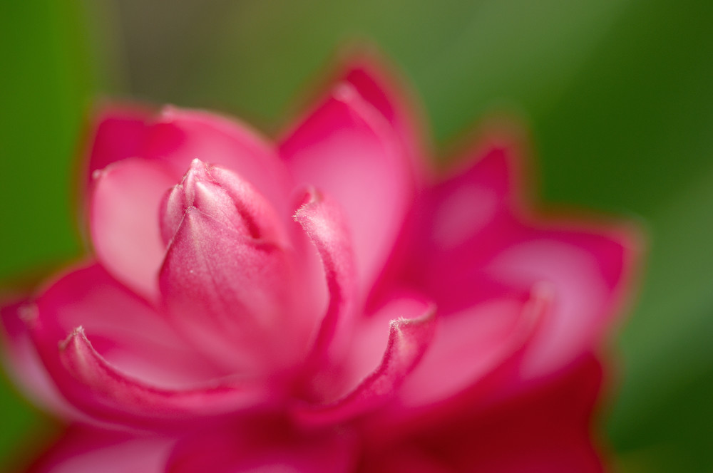 Pink Petals Photography Art | Roman Coia Photographer