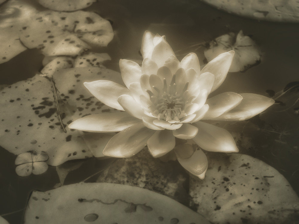 Water Lily 01 Art | Mark Steele Photography Inc