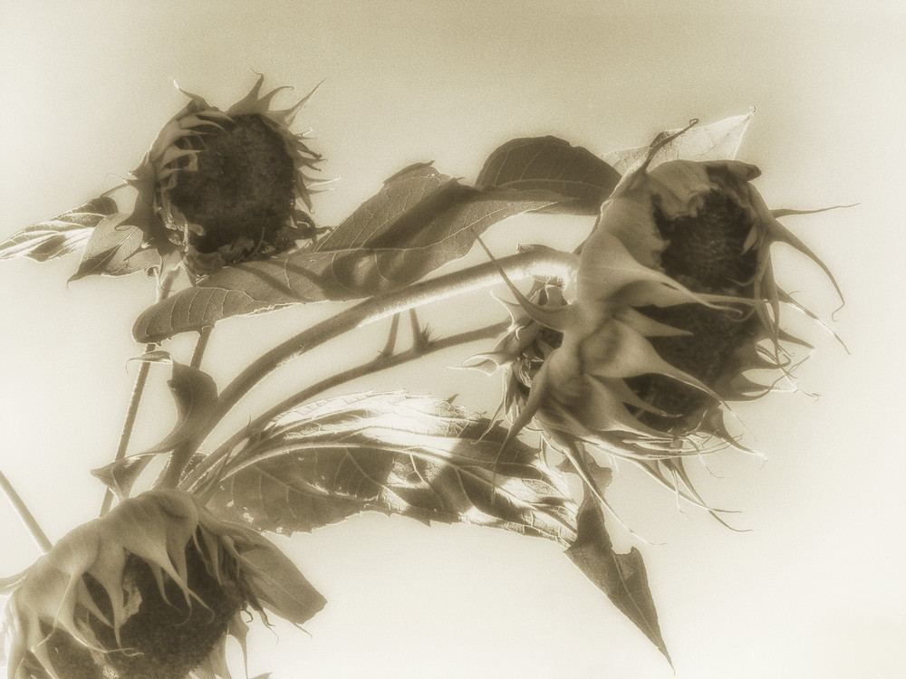 Msp Sunflowers Cw02 Art | Mark Steele Photography Inc
