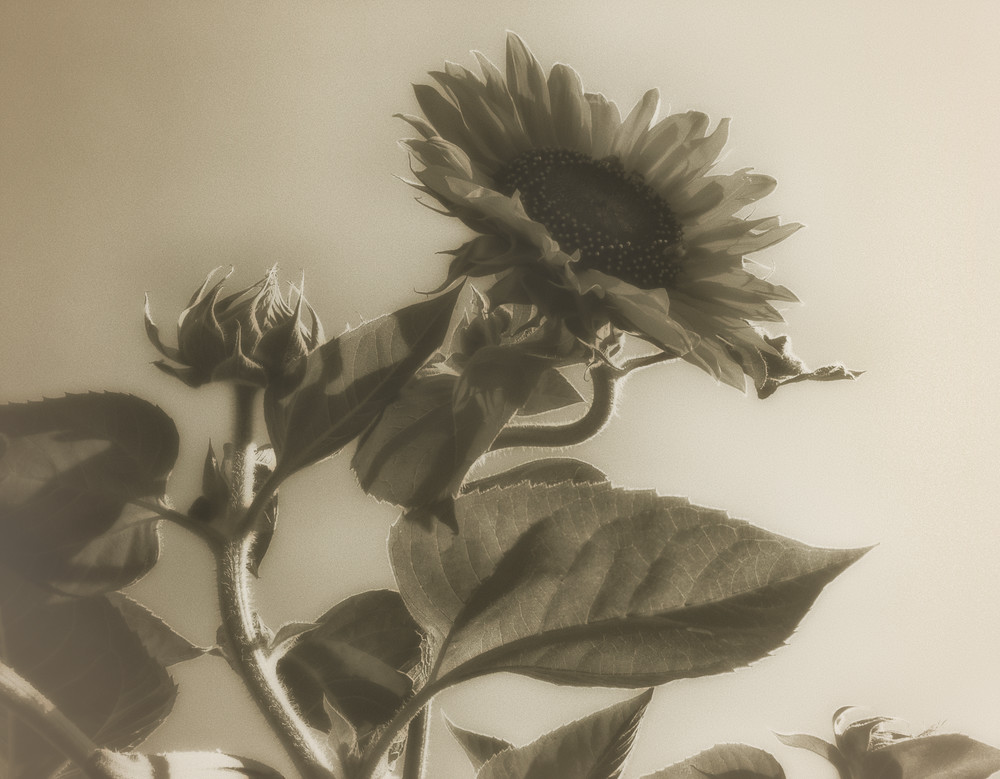 Msp Sunflowers Cw05 Art | Mark Steele Photography Inc