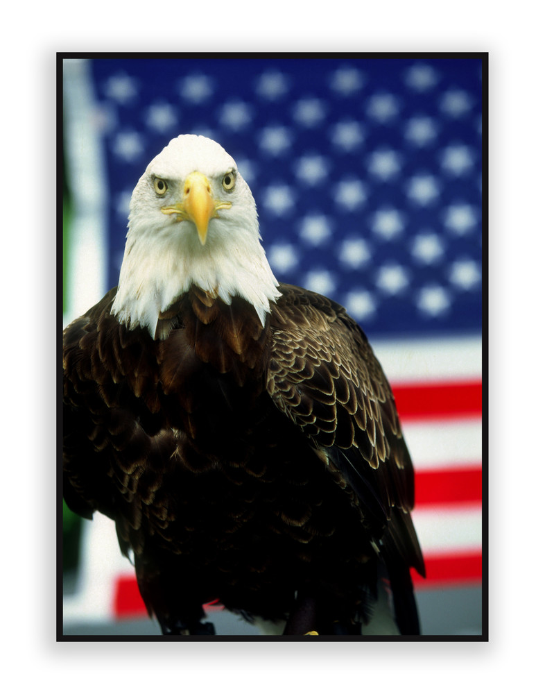 AN AMERICAN PATRIOT
First, my sincere thanks to my assistant who rapidly climbed that tree with an American flag and held it behind this eagle for the background of this photograph. 
Second I want you to be aware of  the bargains on bridges that I