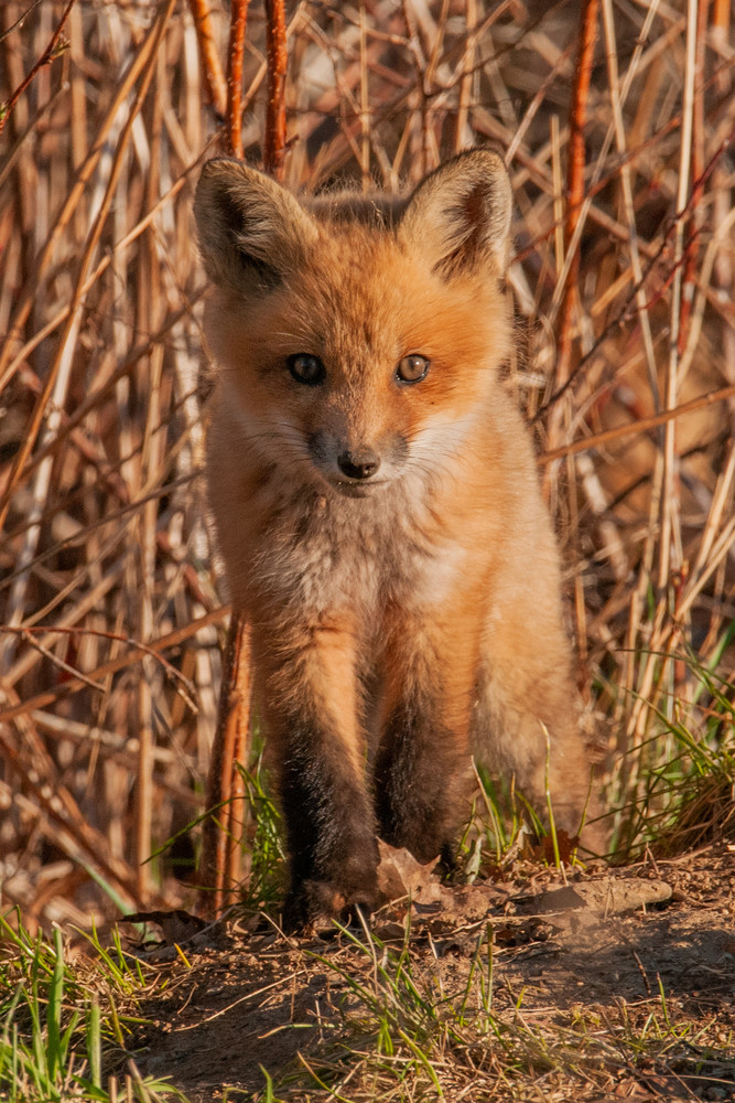 Ferocious Animal Photography Art | Monteux Gallery