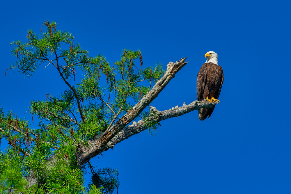 Bald eagle perch - Louisiana wildlife fine-art photography prints