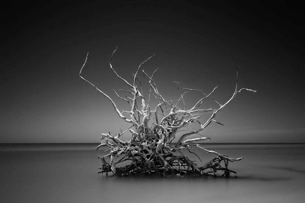 Crown Of Thorns Photography Art | DE LA Gallery