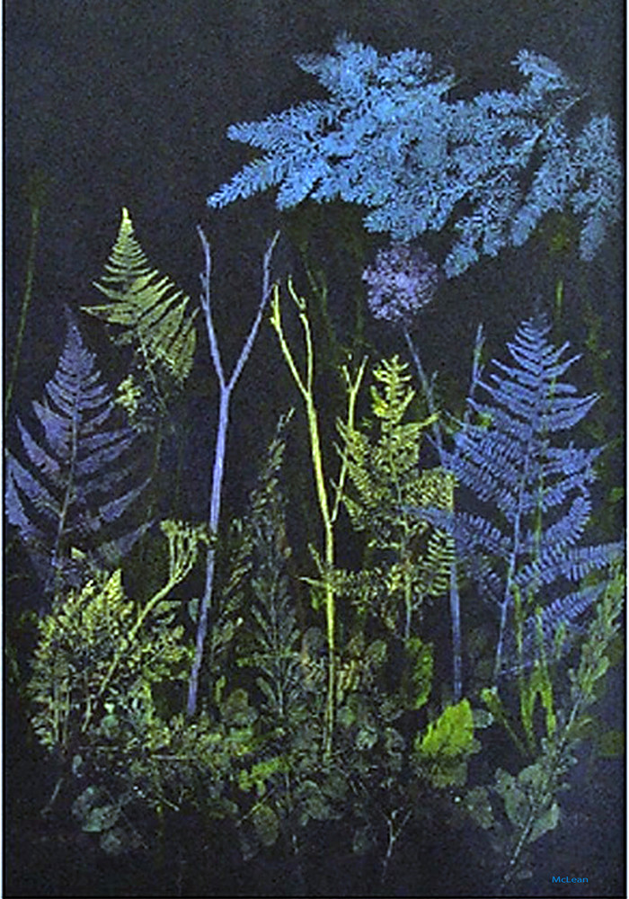 Night Forest From An Original Oil Painting