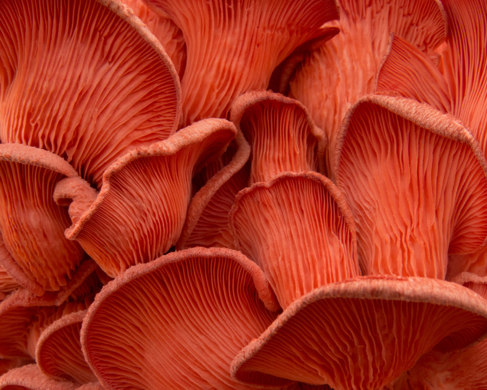 Farmer's Market photo of pink mushrooms. 