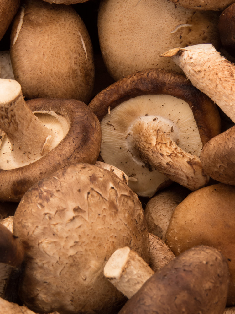 Portobello Mushrooms photograph | Fungi Photos