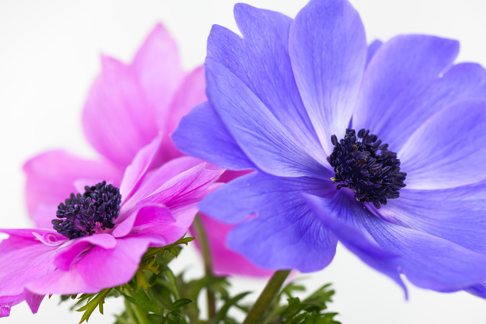 Pink and Blue Anemone Flowers