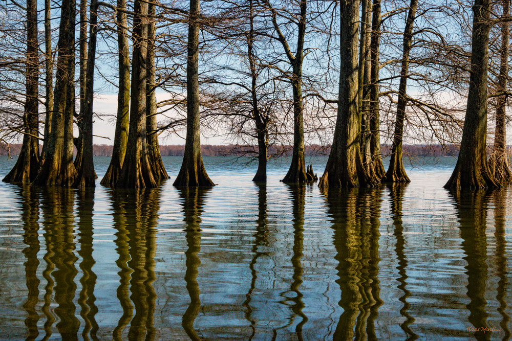 Cypress Trees Reflection 5490   Photography Art | Koral Martin Healthcare Art