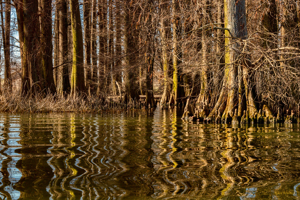 Cypress Trees Reflection Reelfoot Lake 5472   Photography Art | Koral Martin Healthcare Art