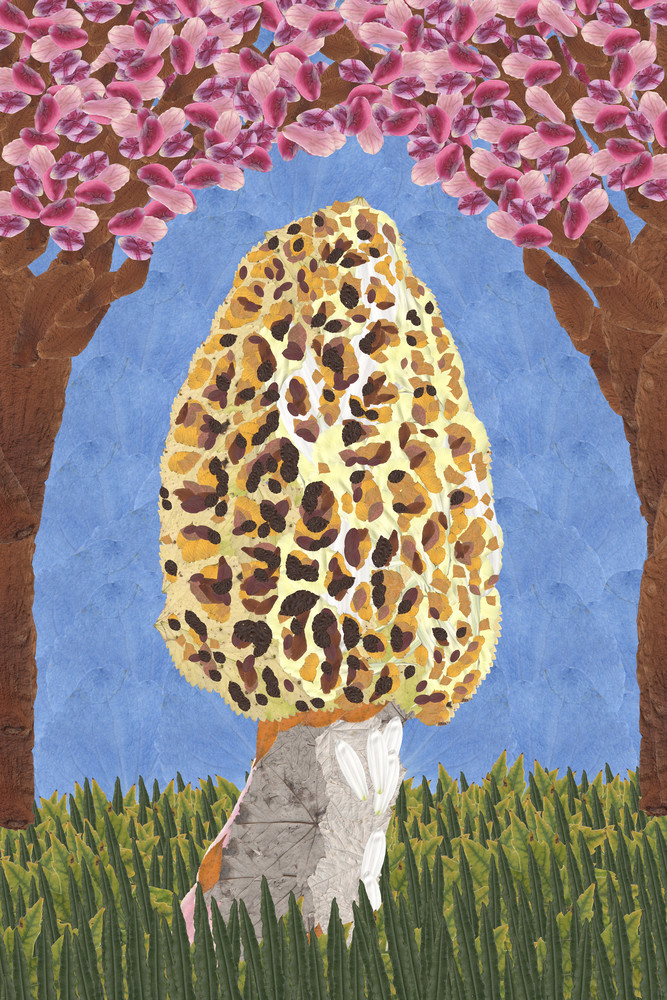 Morel Mushroom Art | smacartist