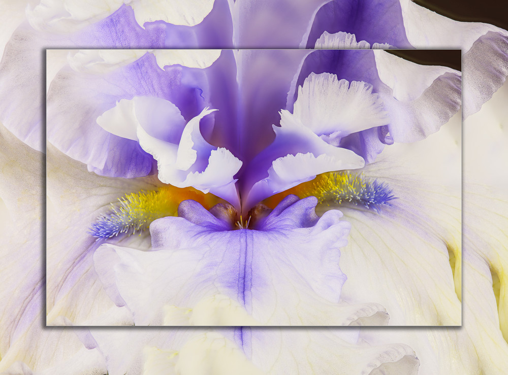 Iris Double Beard Closeup 3D Art | Whispering Impressions