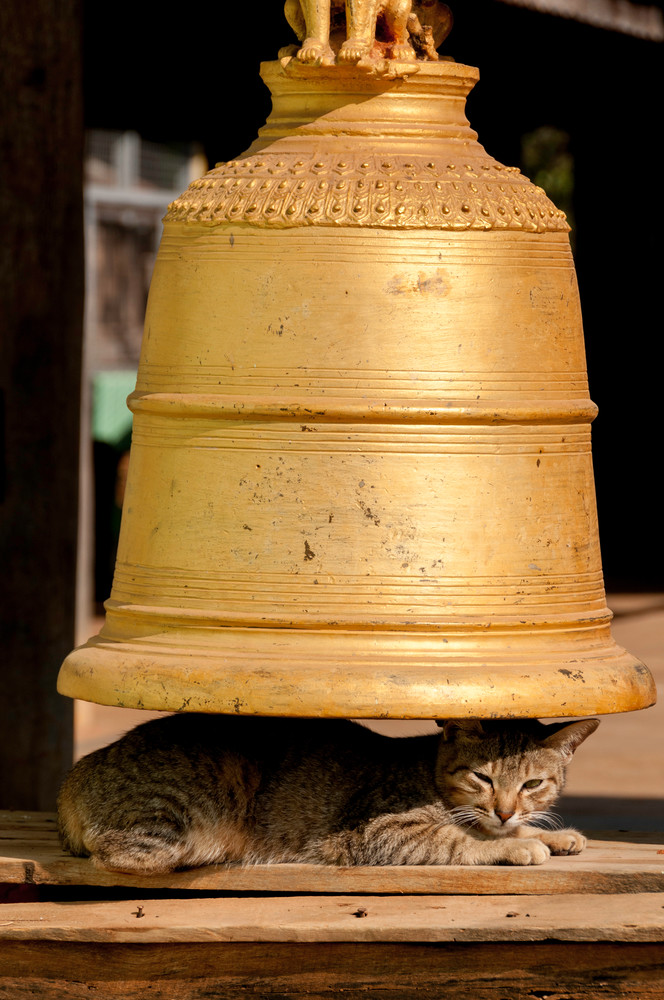 Bell Cat