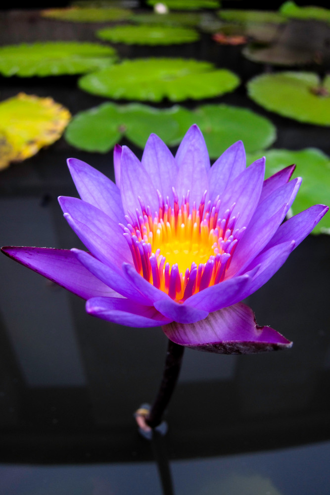 Glowing purple lily