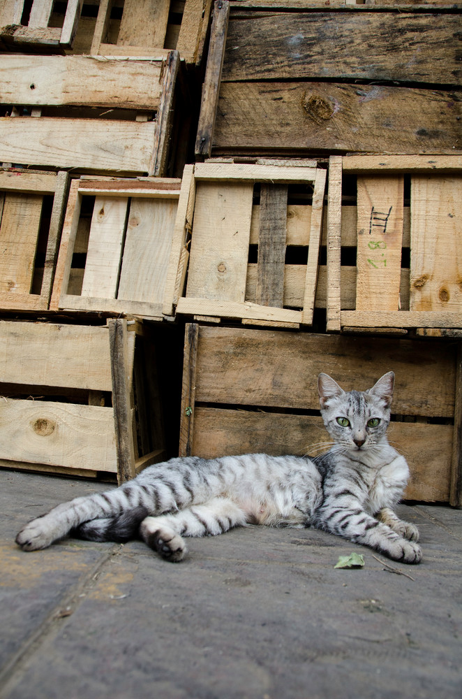 Crates cat