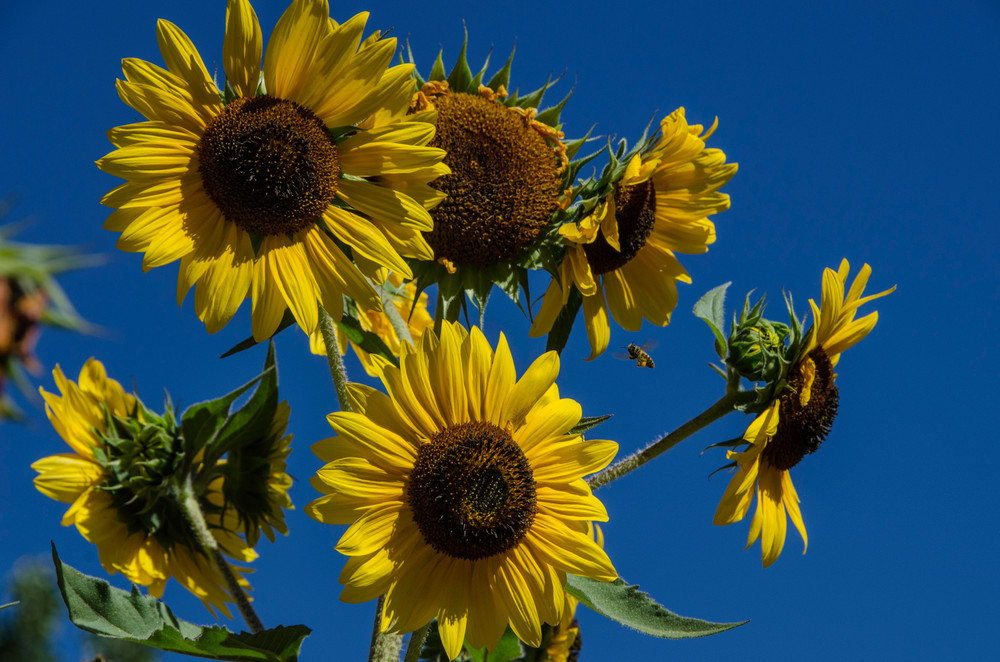 Sunflowers bee