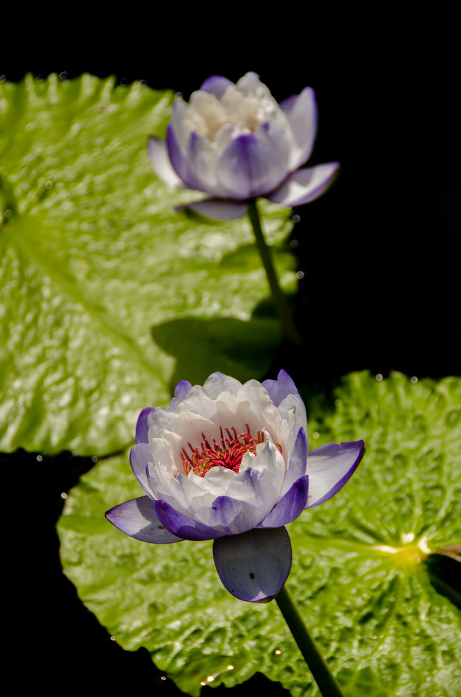 Two purple lilies