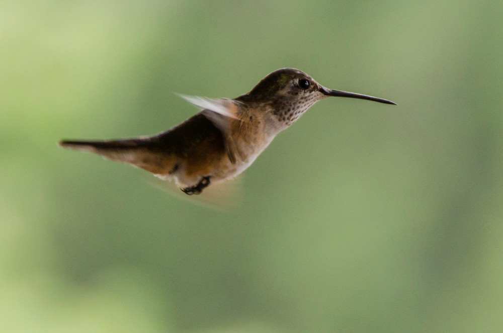 Hummingbird profile