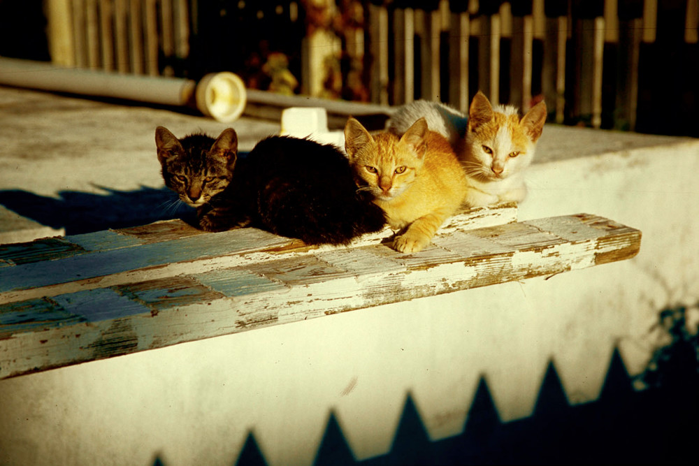 Bahama cats