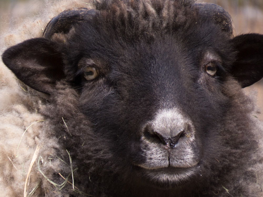 A black and white sheep closeup.