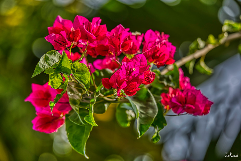 Rich Red Bougainvillea at the end of the branch
