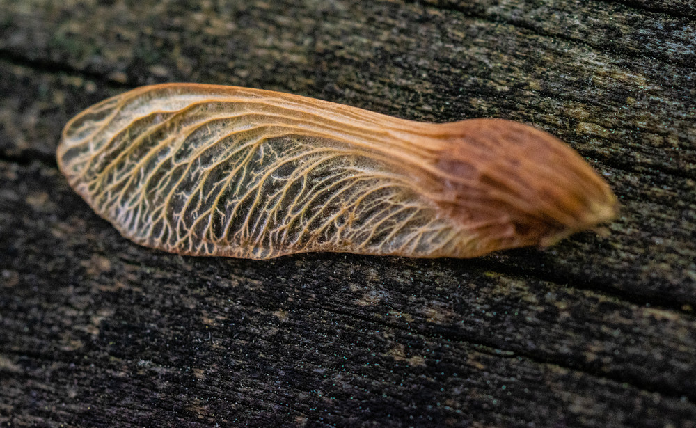 Maple Seed Closeup Art | Drew Campbell Photography