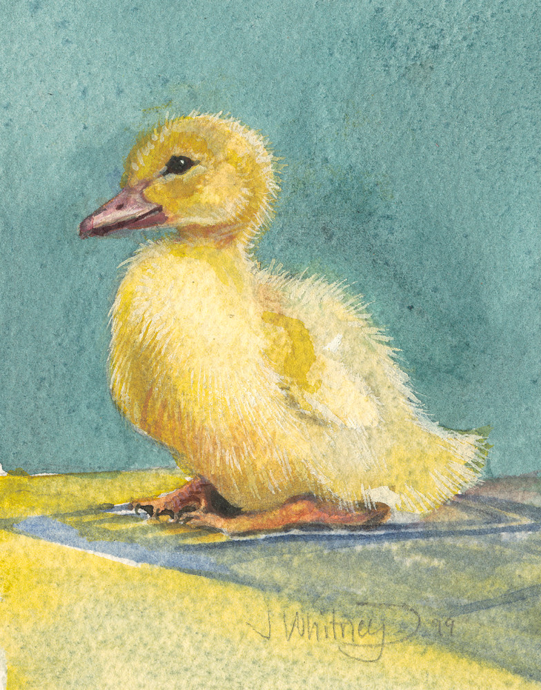 Duckling on Turquoise