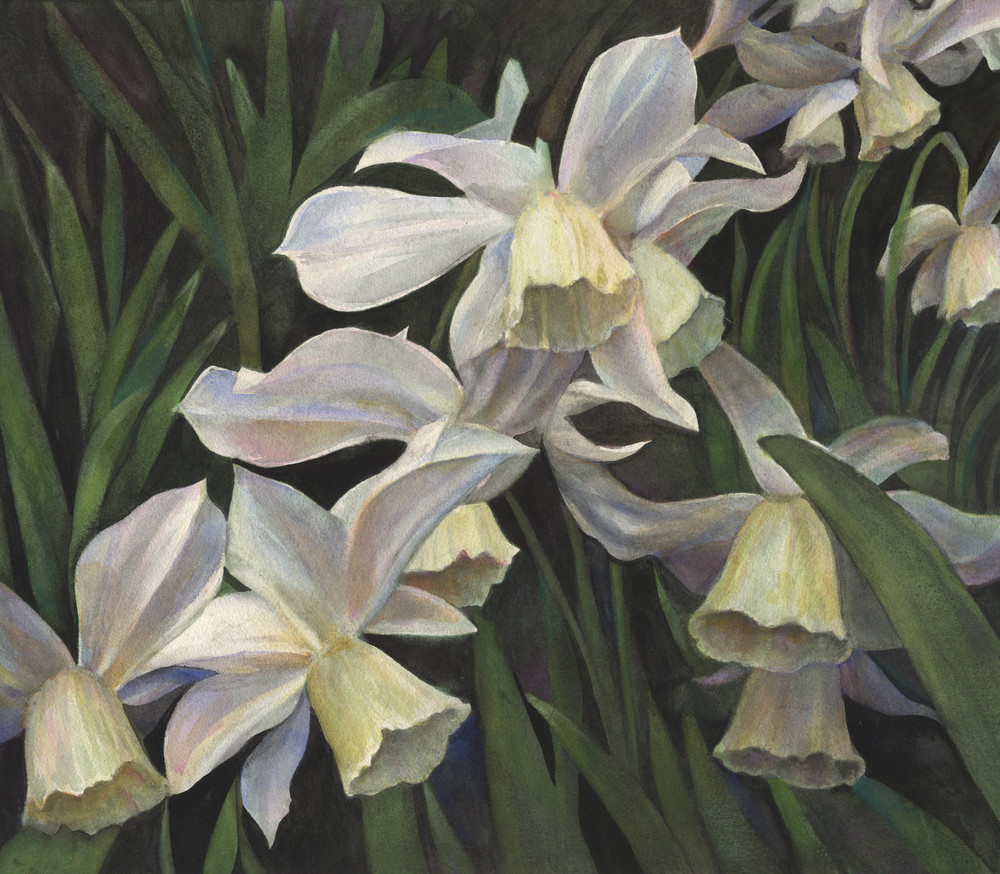White Narcissus in Watercolor