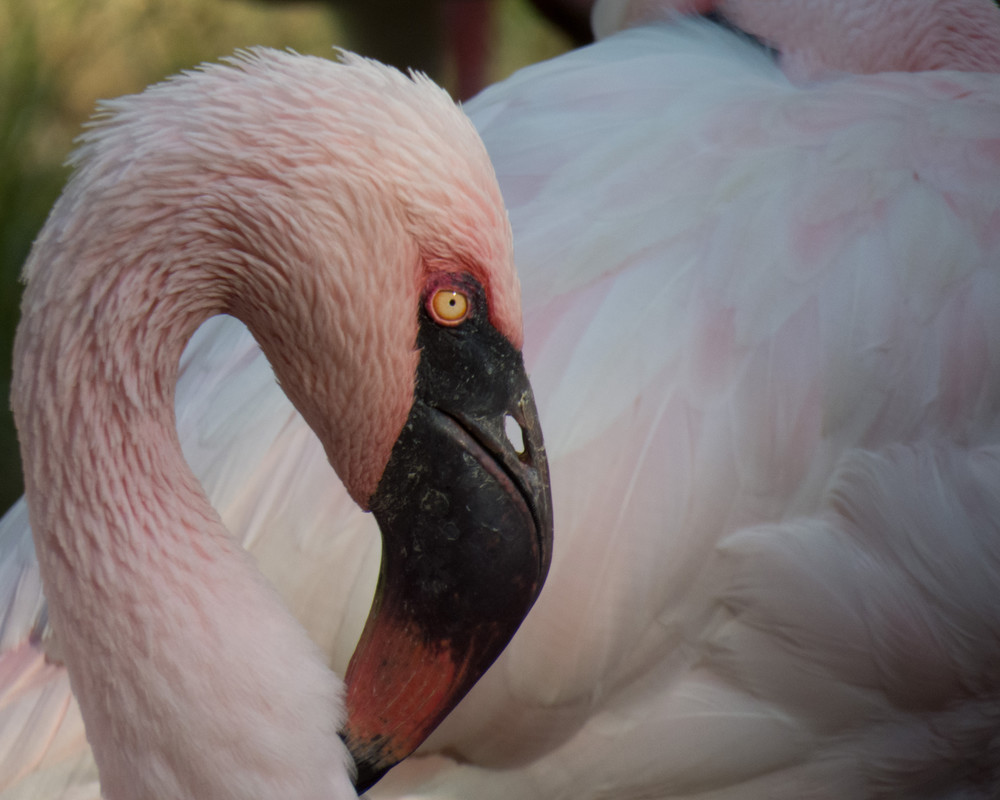 Flamingo Elegance | Bird Art