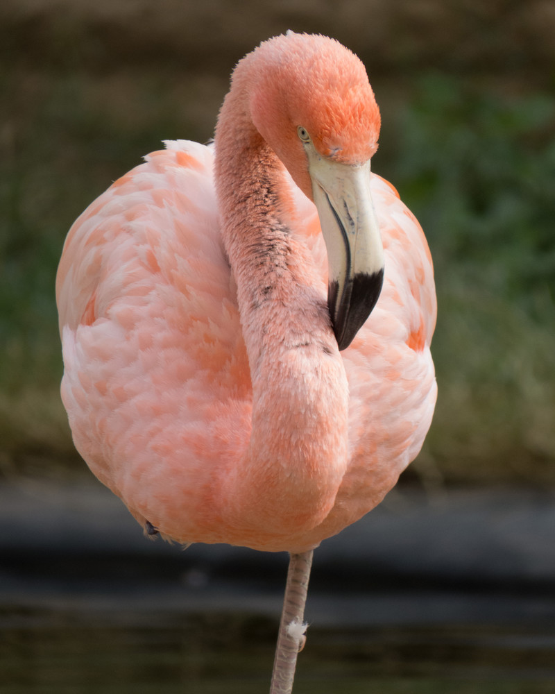 Flamingo balances on one leg. Check out our flamingo pictures. 