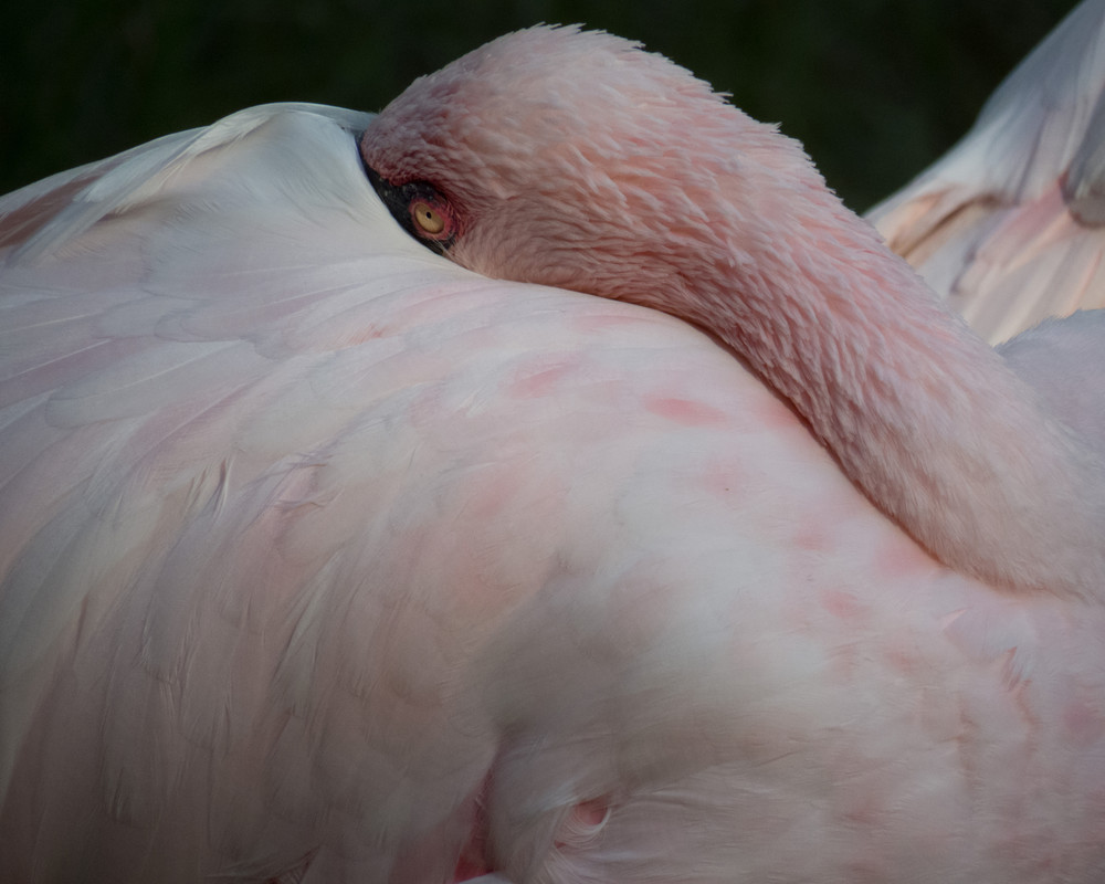 A photograph of a flamingo taking a nap with head in feathers. 