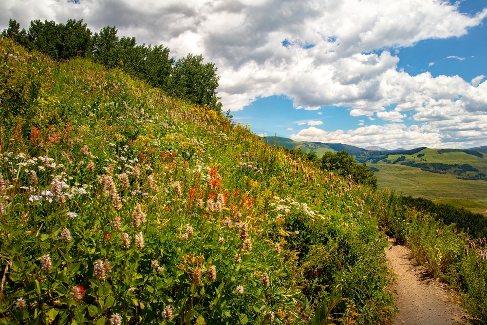 Snodgrass Trail Wildflowers Mountains 7061 G   Photography Art | Koral Martin Healthcare Art