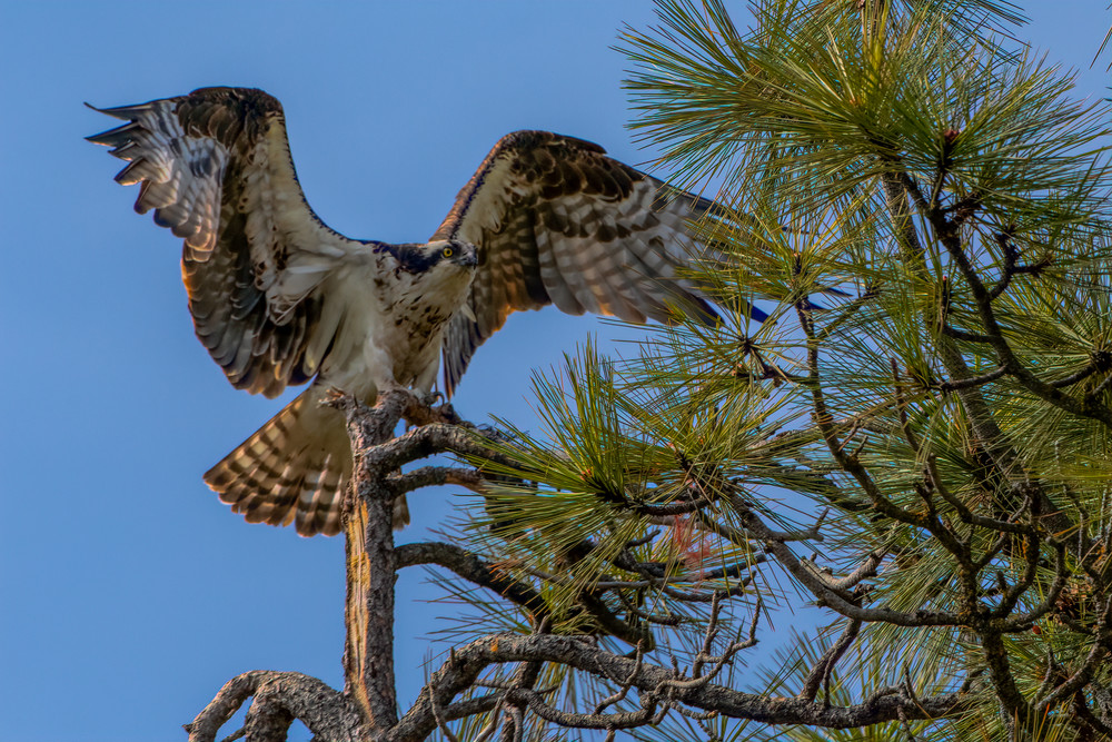 Sticking The Landing Art | Keith Taylor Photography